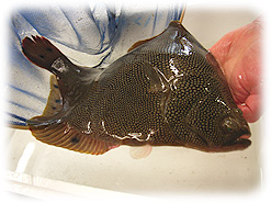 「ホシガレイ」ヒラメを上回る高級魚で、 漁獲量的にも少なく貴重な魚。お刺身に最適。常に活魚を使っています